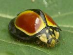 Australoneda Ladybird - Ladybird species | CHIAMAIAS JISHEBI | ჭიამაიას ჯიშები